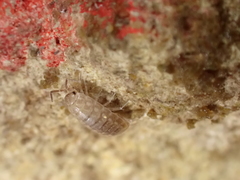 Chaetophiloscia cellaria