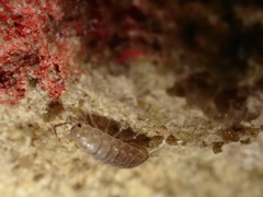 Chaetophiloscia cellaria