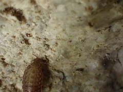 Chaetophiloscia cellaria