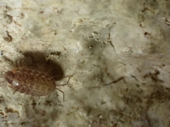 Chaetophiloscia cellaria