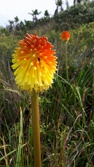 Kniphofia rooperi