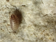 Chaetophiloscia cellaria