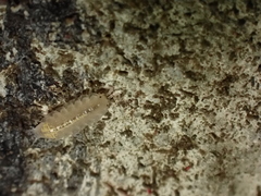 Androniscus dentiger