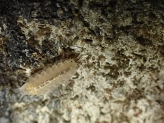 Androniscus dentiger