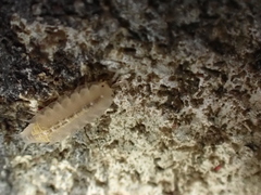 Androniscus dentiger