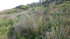 Kniphofia rooperi