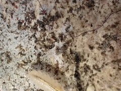 Androniscus dentiger