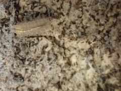 Androniscus dentiger