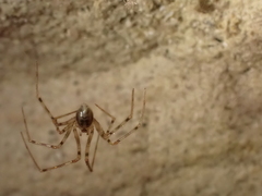 Nesticidae