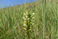Habenaria epipactidea