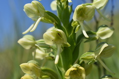 Habenaria epipactidea