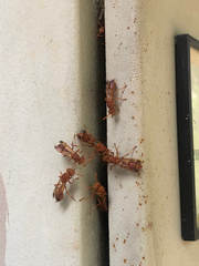 Ropalidia marginata marginata