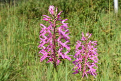 Disa nervosa