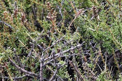 Mulguraea asparagoides