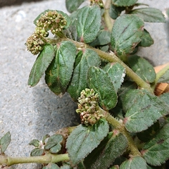 Euphorbia hirta