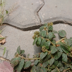 Euphorbia hirta