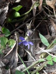 Viola suavis