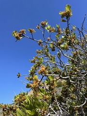 Rhamnus pirifolia