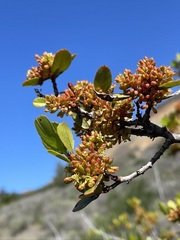 Rhamnus pirifolia