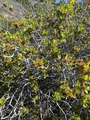Rhamnus pirifolia