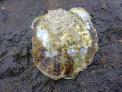 Ostrea lurida