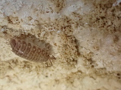 Chaetophiloscia cellaria