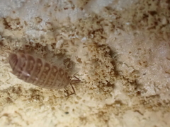 Chaetophiloscia cellaria