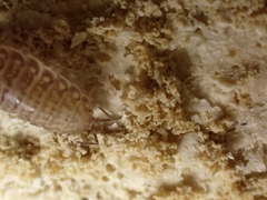 Chaetophiloscia cellaria