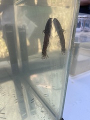 Noturus leptacanthus