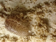 Chaetophiloscia cellaria