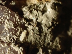 Androniscus dentiger