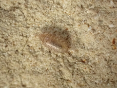 Chaetophiloscia cellaria