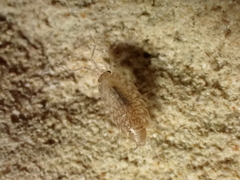 Chaetophiloscia cellaria