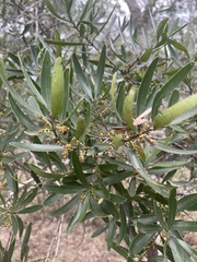 Euclea daphnoides