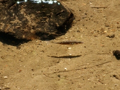Gasterosteus aculeatus aculeatus