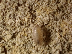 Chaetophiloscia cellaria