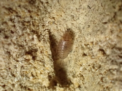 Chaetophiloscia cellaria