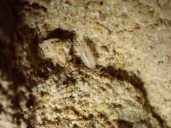 Chaetophiloscia cellaria