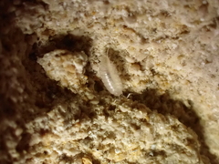 Chaetophiloscia cellaria