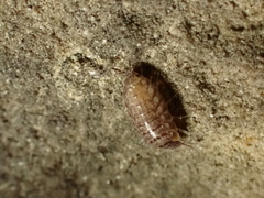 Chaetophiloscia cellaria