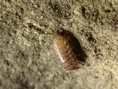 Chaetophiloscia cellaria