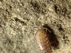 Chaetophiloscia cellaria
