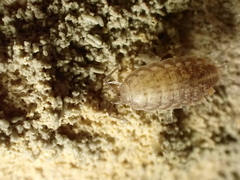 Chaetophiloscia cellaria