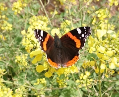 Vanessa atalanta
