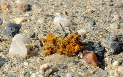 Teloschistes capensis