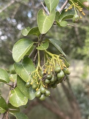 Plectroniella armata