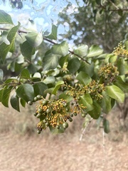 Plectroniella armata