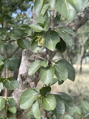 Plectroniella armata
