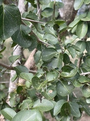 Plectroniella armata