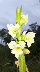 Gladiolus ochroleucus